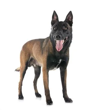 Malinois in studio Stock Photos