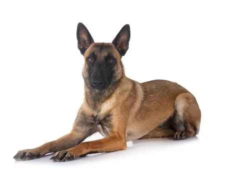 Malinois in studio Stock Photos