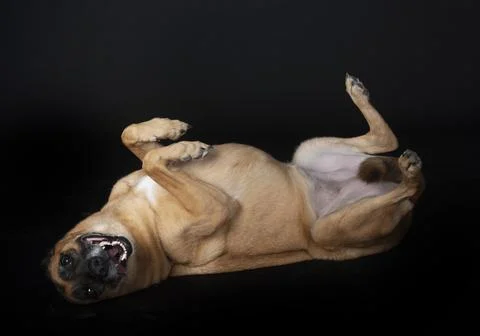 Malinois in studio Stock Photos