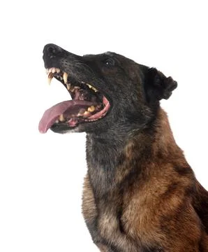 Malinois in studio Stock Photos