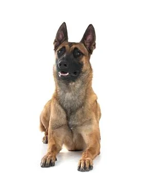 Malinois in studio Stock Photos