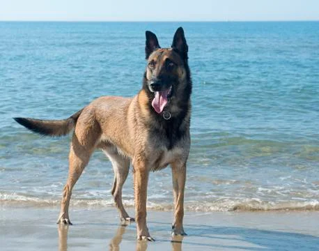 Malinoison the beach Stock Photos