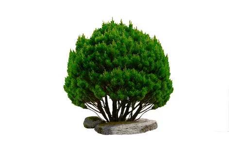 Mall dwarf mountain pine or pinus mugo with young buds in spring. pine bush.. Stock Photos