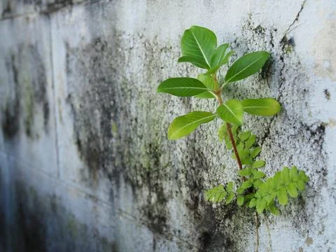 Mall tree sprouting from a crack in the wall Stock Photos