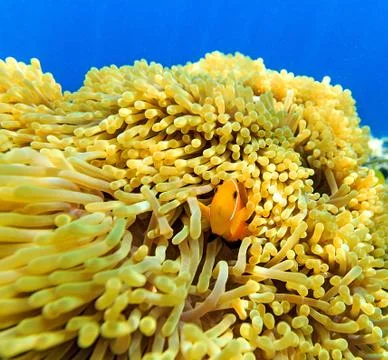 Mall yellow fish 스톡 사진
