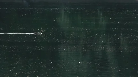 Mallard 01 Stock Footage 5130923