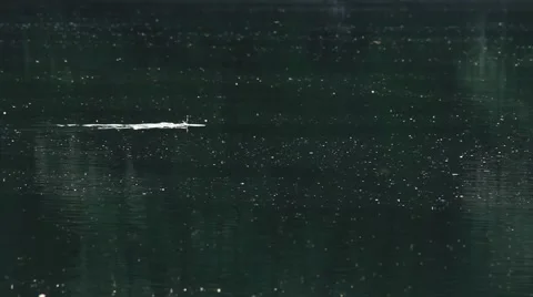 Mallard 02 Stock Footage 5132071