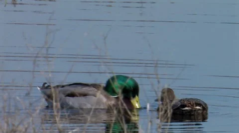 Mallard 1 Stock Footage 8509261