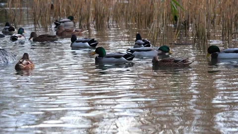 Mallard 4K Stock Footage 320411035