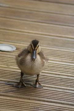 Mallard - Anas platrhynchos Foto stock