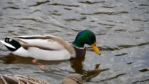 Mallard (Anas platyrhynchos) Stock Footage 181585653