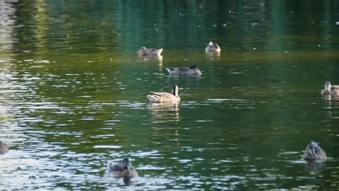 Mallard (Anas platyrhynchos) Vidéo 221197201