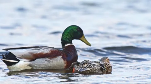 Mallard - Anas platyrhynchos - a medium-sized water bird, a male with a gre.. Stock Footage 273609039