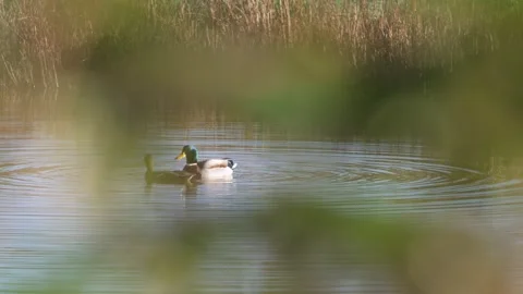 Mallard, Anas platyrhynchos pair of in copulation on winter marshes Stock-Footage 293222589