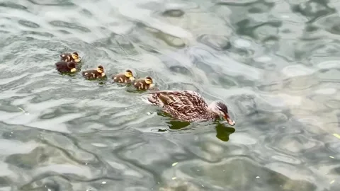 Mallard and 5 ducklings Stock Footage 243674662
