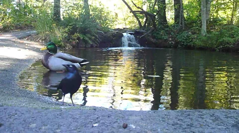 Mallard and Black Bird Stock Footage 32242577