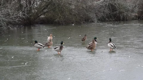 Mallard and Buff Ducks Standing and Walking on a Frozen Lake 60fps Stock Footage 49031648