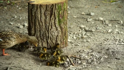 Mallard and ducklings Stock Footage 74533524