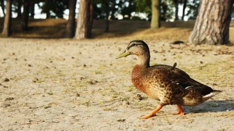 Mallard On Beach Stock Photos