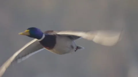 Mallard bird flying in slow motion, duck in flight Stock Footage 327809685