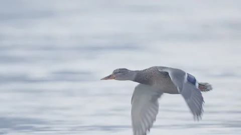 Mallard bird flying in slow motion, duck in flight Stock Footage 328028064