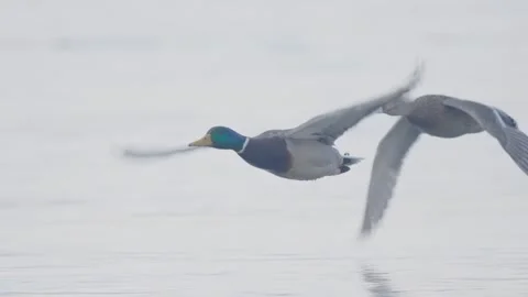 Mallard bird flying in slow motion, duck in flight Stock Footage 328028069