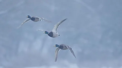 Mallard bird flying in slow motion, duck in flight Stock Footage 328028096