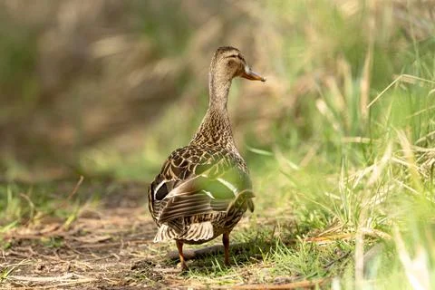 Mallard Bird In The Forest Stock Photos