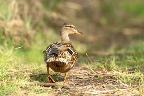 Mallard Bird In The Forest Stock Photos