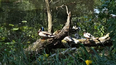 Mallard to clean oneself  1 Video stock 103168373