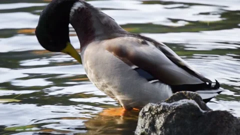 Mallard cleaning Stock Footage 151604728
