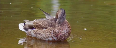 Mallard cleaning 動画素材 232876831