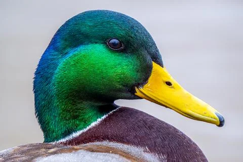 Mallard with colorful plumage against blurred background Stock Photos