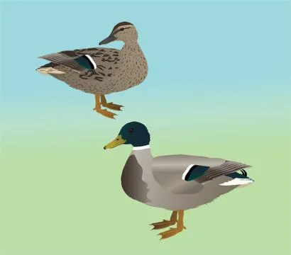 Mallard couple Illustrazione stock