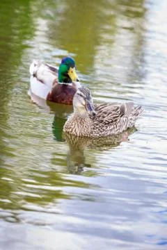 Mallard Couple Stock Photos