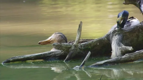 A mallard couple on the water  at a tree root Stock Footage 270794243