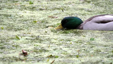 Mallard Dappling in Algi Pond Stock Footage 253643424