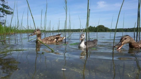 Mallard Drake duck with chicks float on water looking for food. Gimbal movement Video stock 116778554