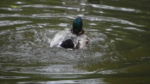 A mallard drake Duck swimming Видео 299991453