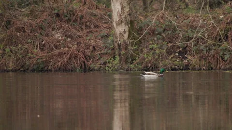 Mallard drake flapping wings after bathing in woodland pond. 4K 60fps. Stock Footage 334326461