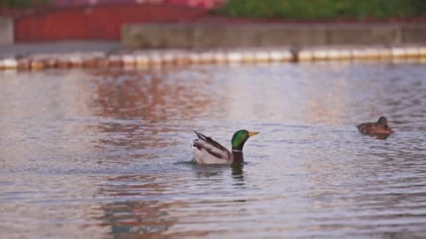 Mallard drake flapping wings Stock Footage 295068379