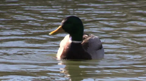 Mallard Drake Vídeos de archivo 33738504