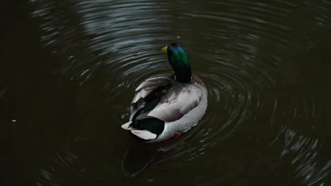 Mallard drake Stock Footage 332890690