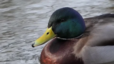Mallard drake on lake slow motion Stock Footage 284011453