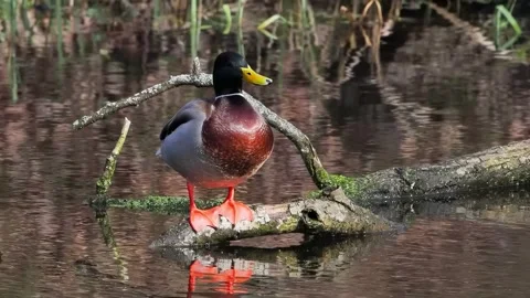 Mallard drake standing on fallen tree lying in water Stock Footage 282471646