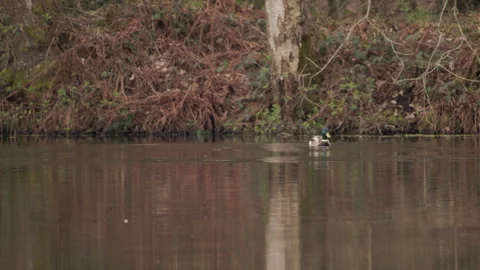 Mallard drake surfacing and flapping wings in woodland pond. 4K 60fps. Stock Footage 334323583