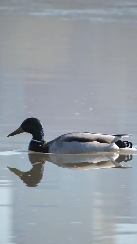Mallard drake swims in a pond Stock Footage 340265629