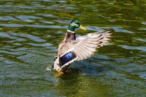 Mallard Drake Taking Flight Stock Photos