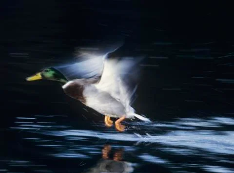 Mallard drake taking off motion blur Stock Photos