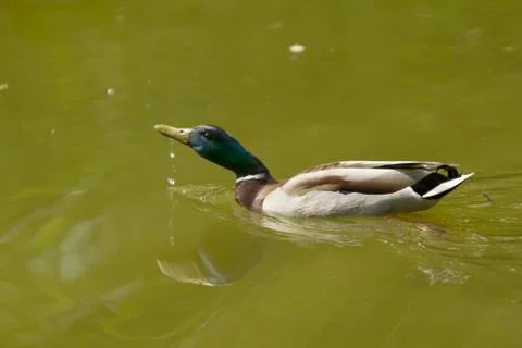 Mallard drinks Stockfoto's